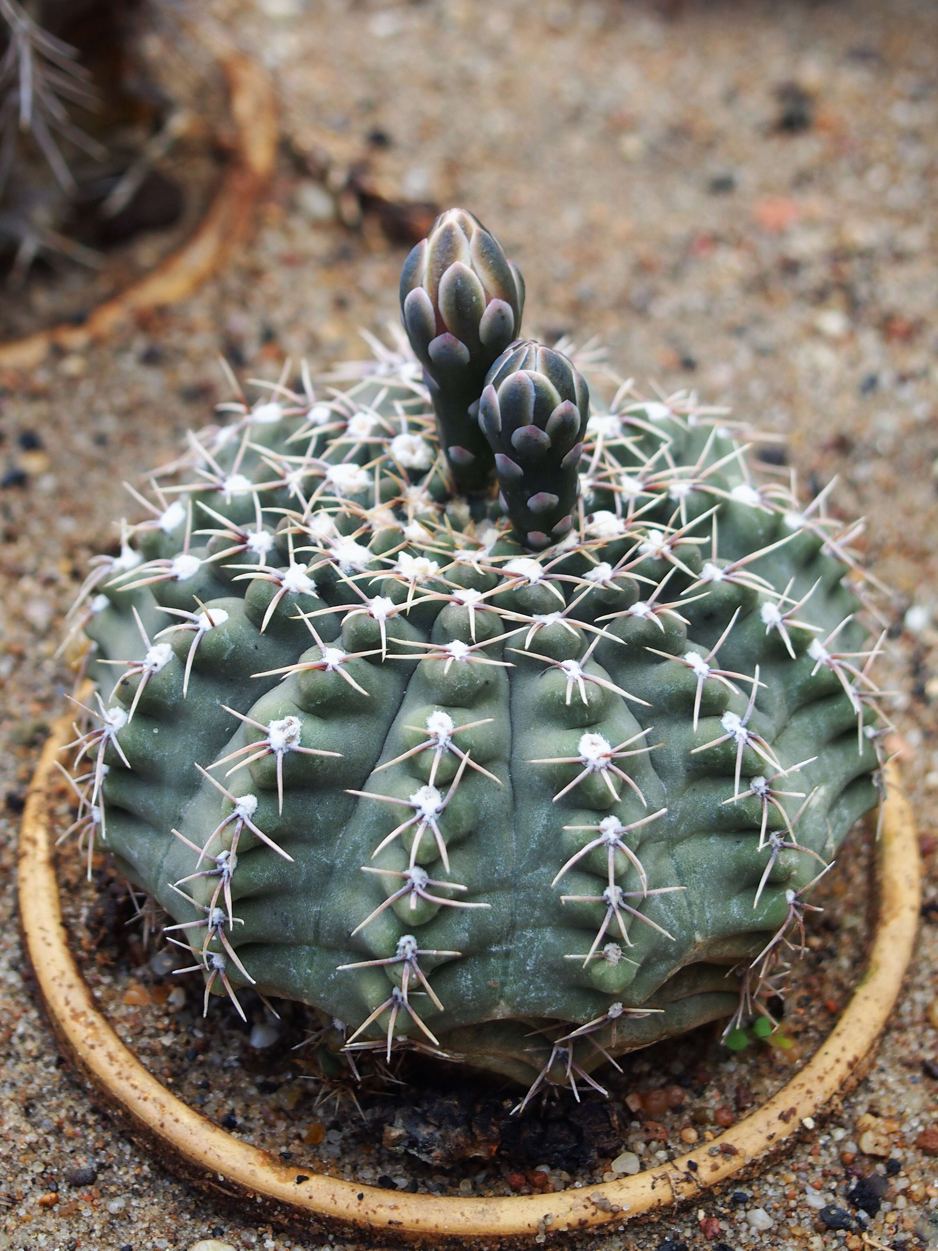 Imagem de <i>Gymnocalycium quehlianum</i>