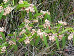 Imagem de Lasiopetalum ferrugineum Sm.