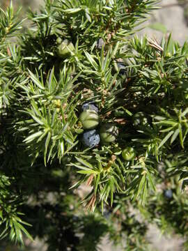 Image of Common Juniper