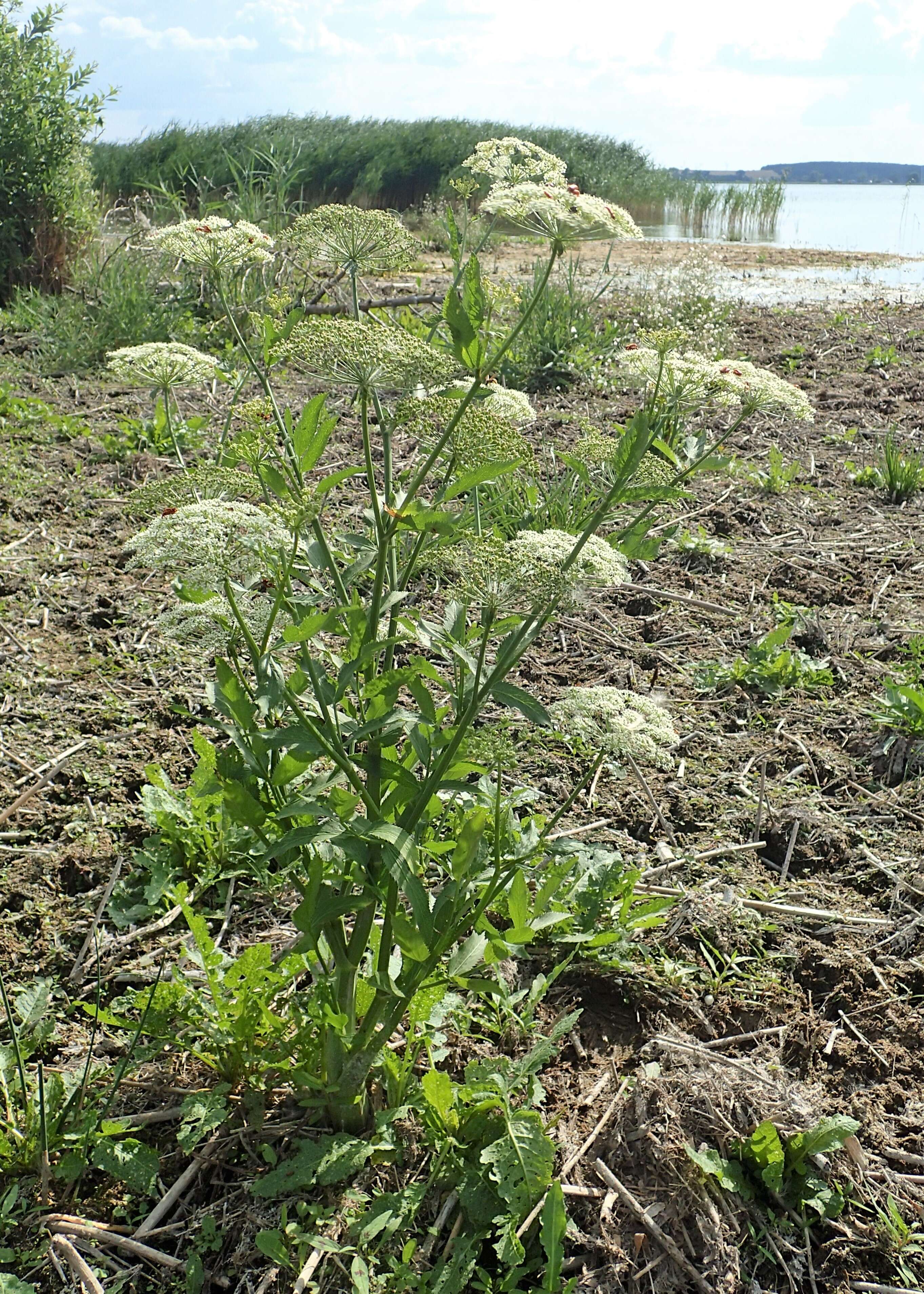 Image of greater water-parsnip