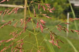 Image of Johnson grass