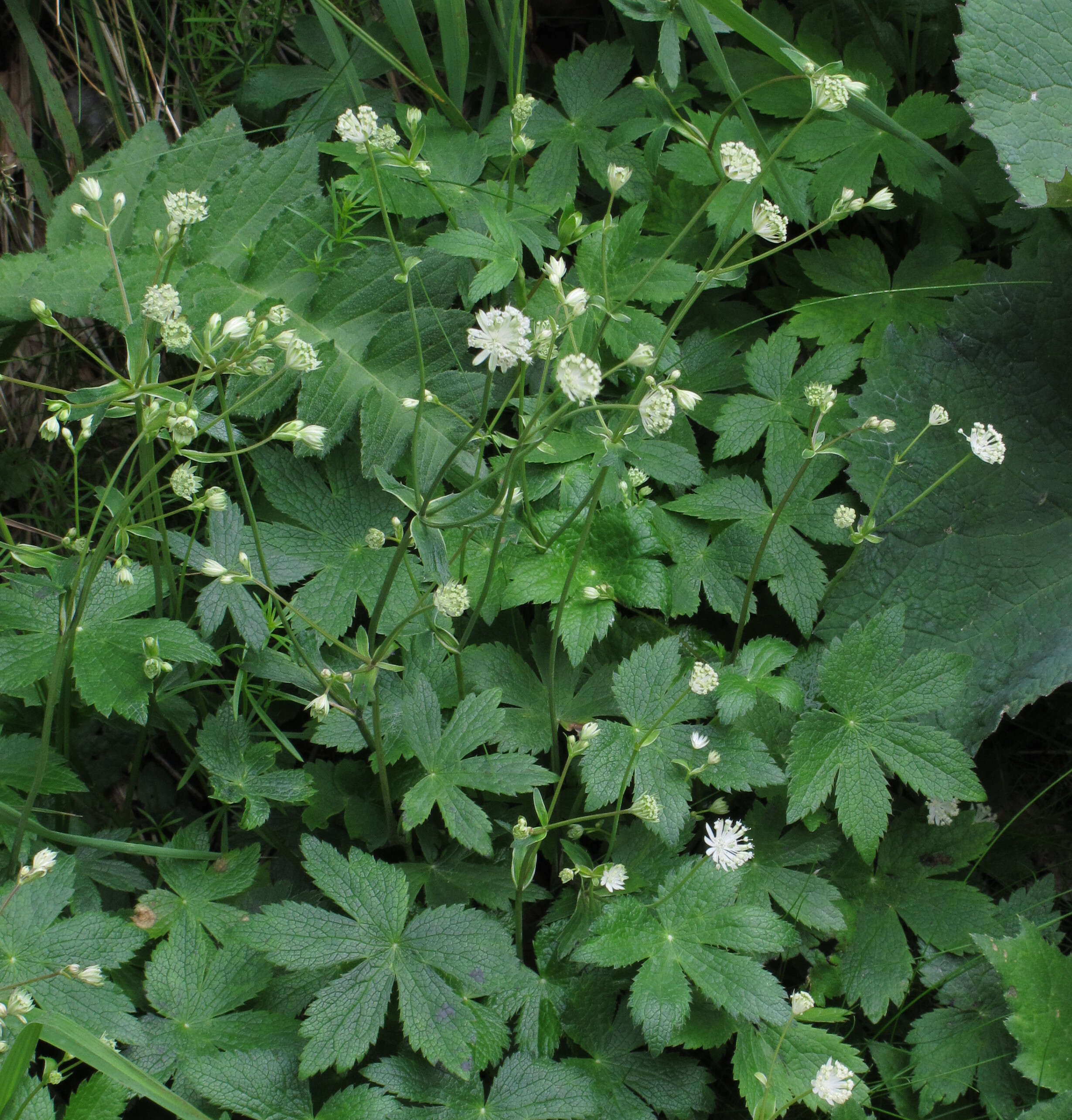 Imagem de Astrantia carniolica Jacq.