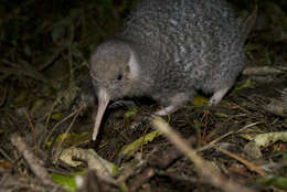 Image of Little Spotted Kiwi