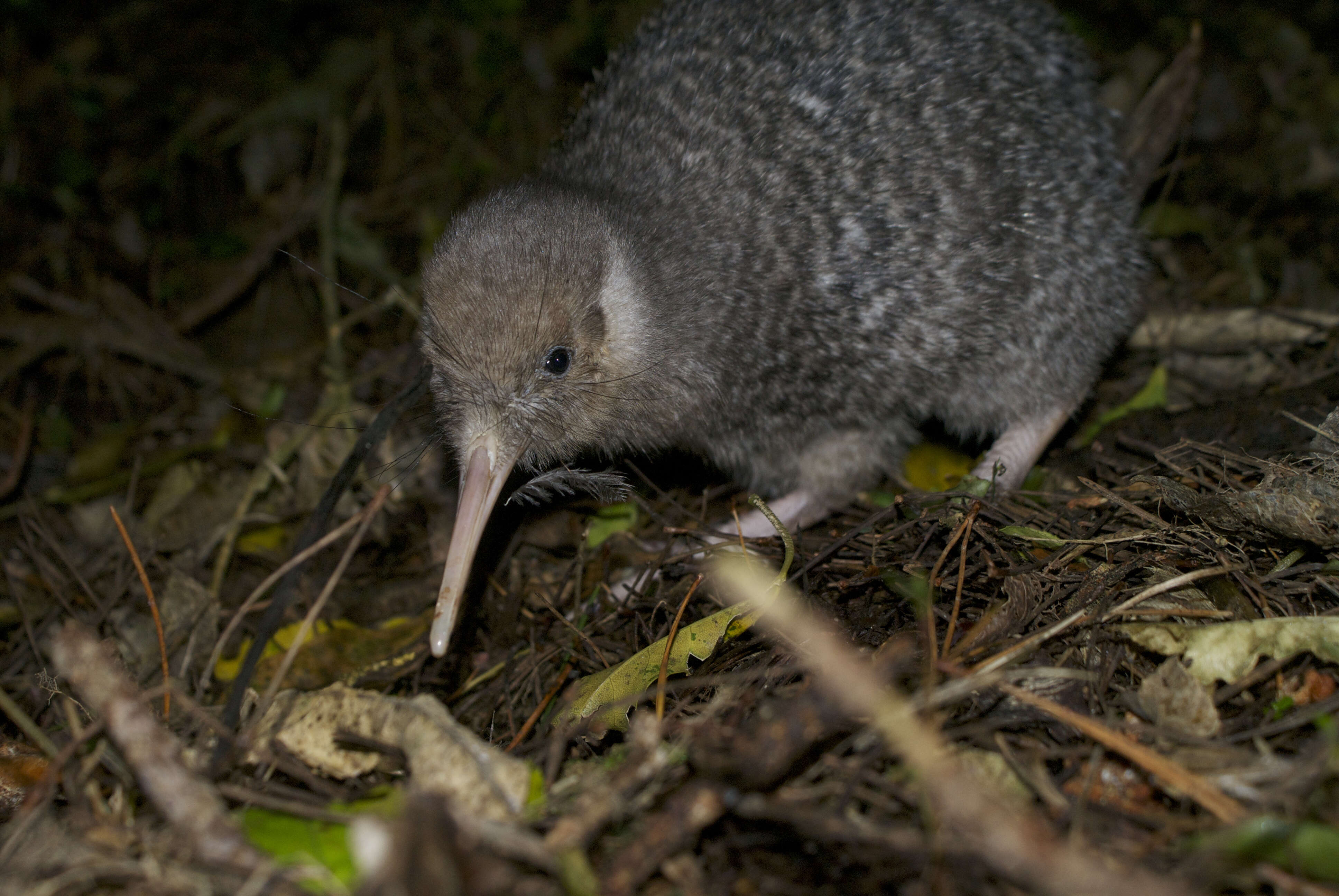 Image of Little Spotted Kiwi