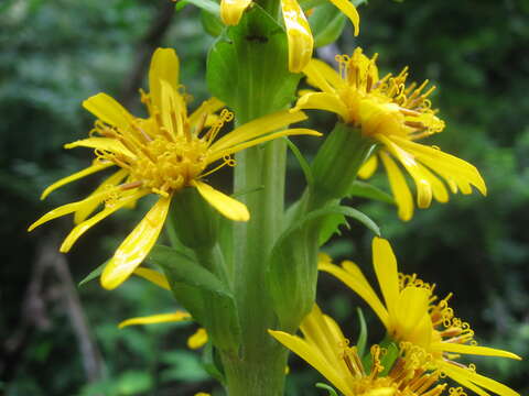 Image of Ligularia fischeri (Ledeb.) Turcz.