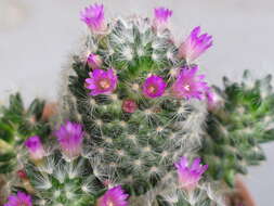 Image of Mammillaria laui D. R. Hunt