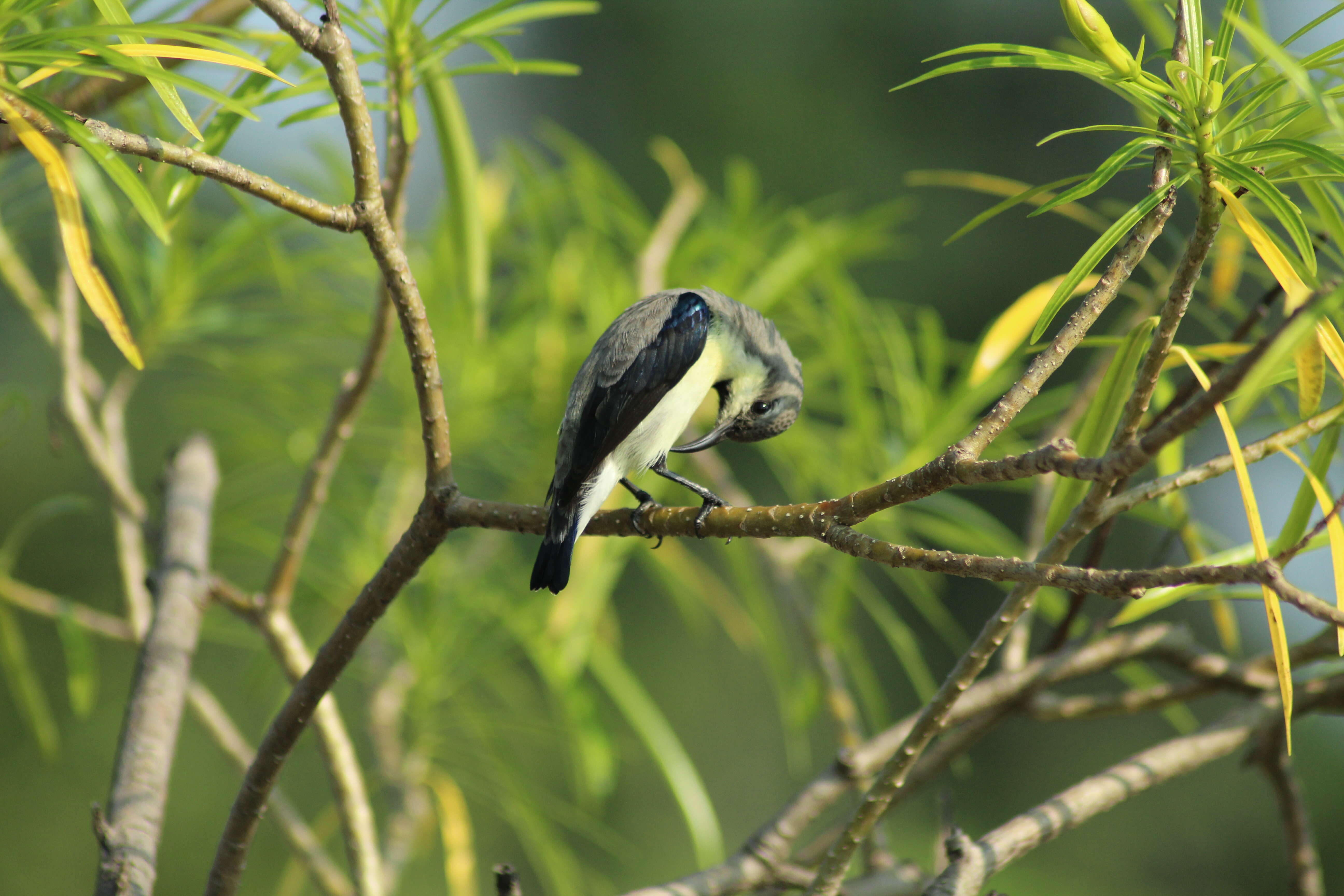 Image of Purple Sunbird