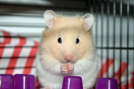 Image of hamsters