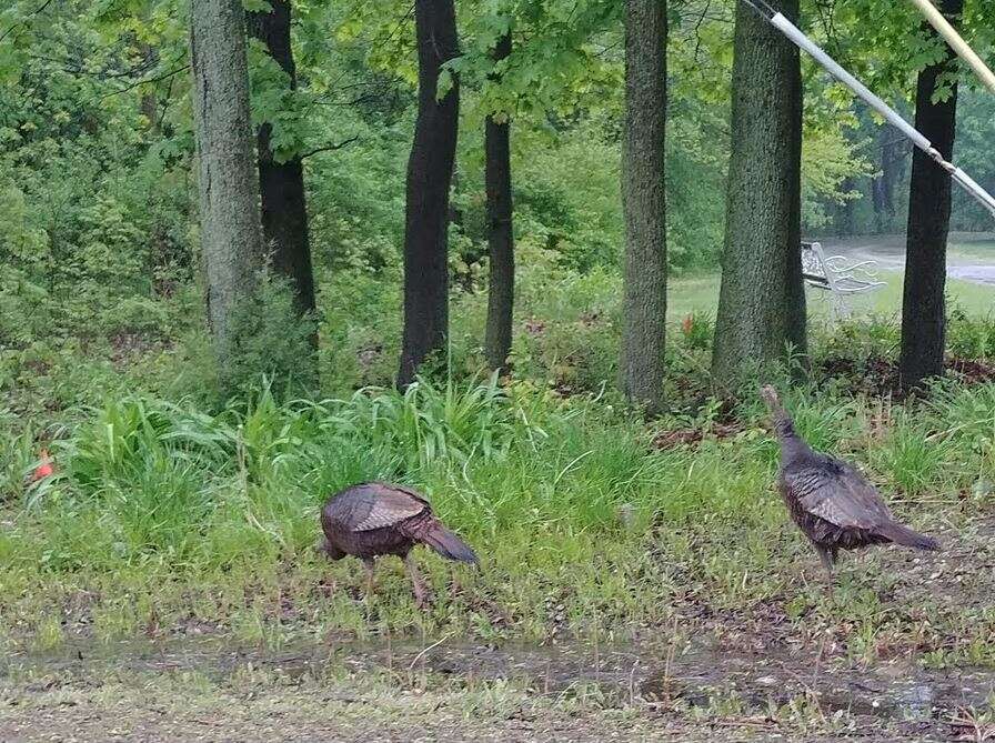 Imagem de Meleagris gallopavo Linnaeus 1758