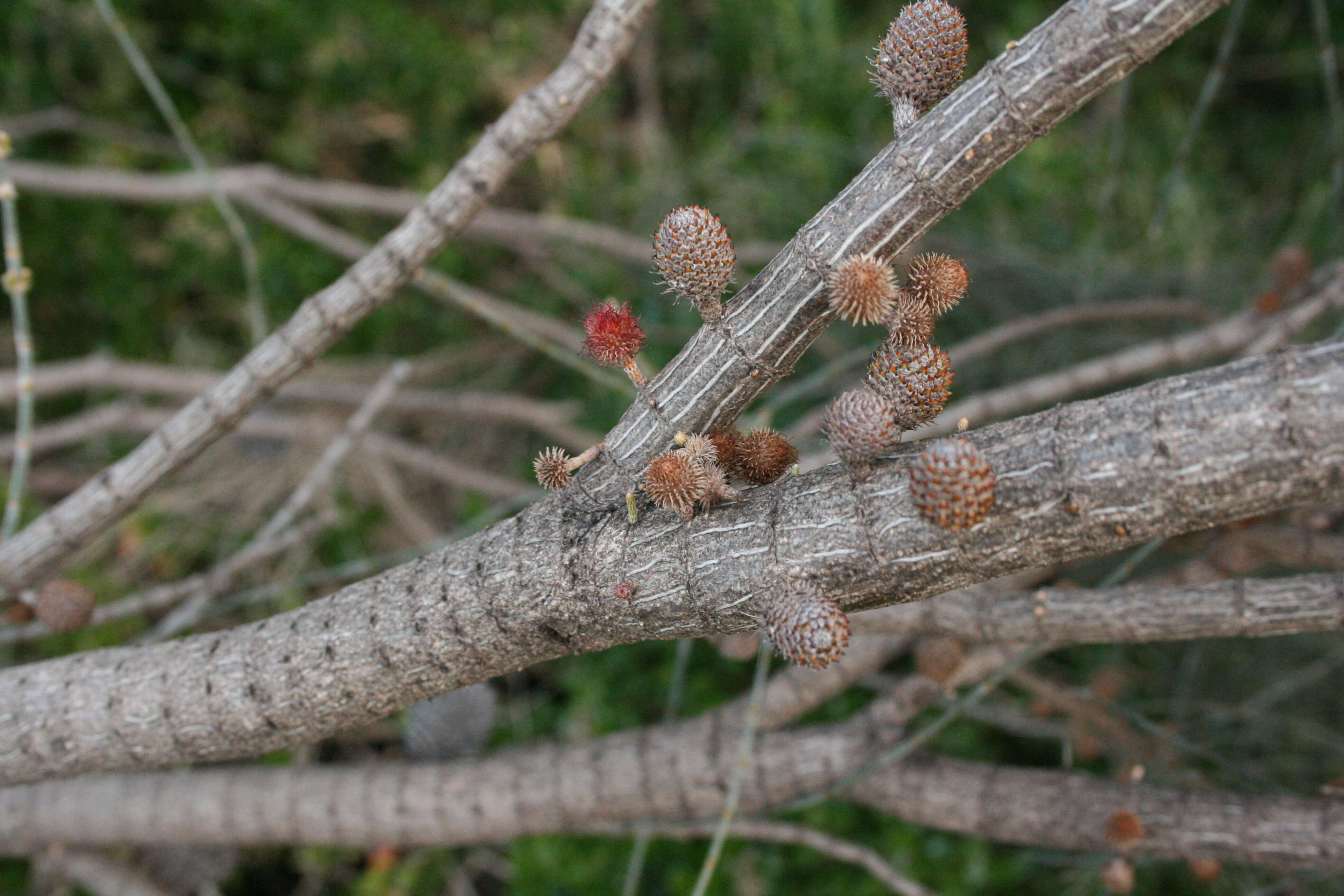 Image of drooping she-oak