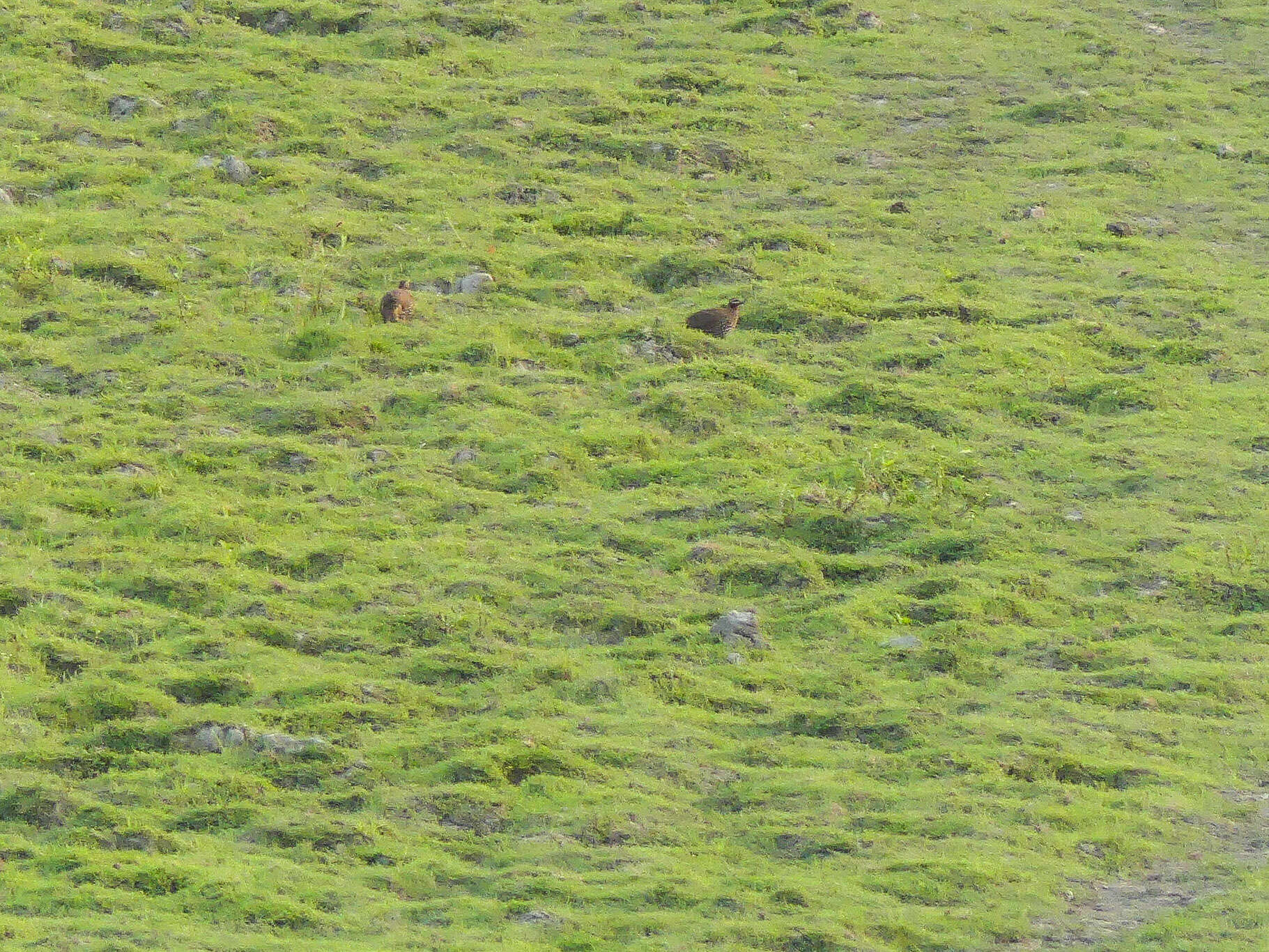 Image of Swamp Francolin