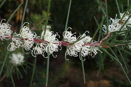 Image of Hakea sericea Schrad. & J. C. Wendl.