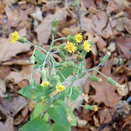 Image of rough hawkweed