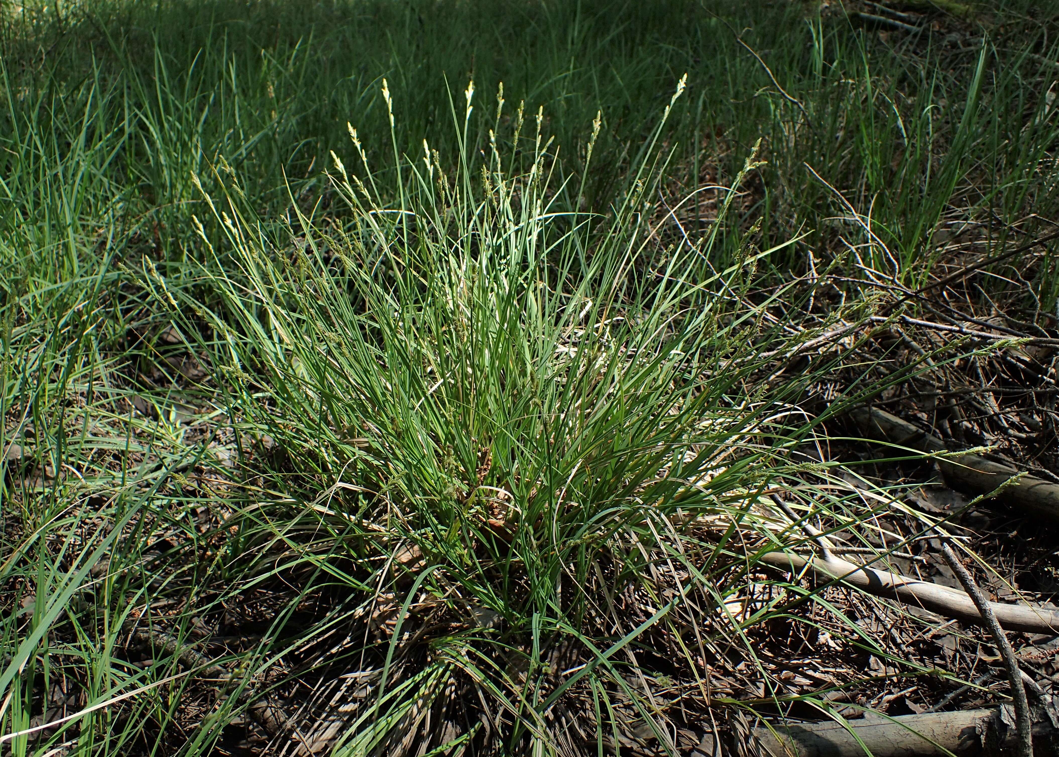 Image of Gray Bog Sedge