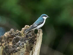 Image of Mangrove Swallow