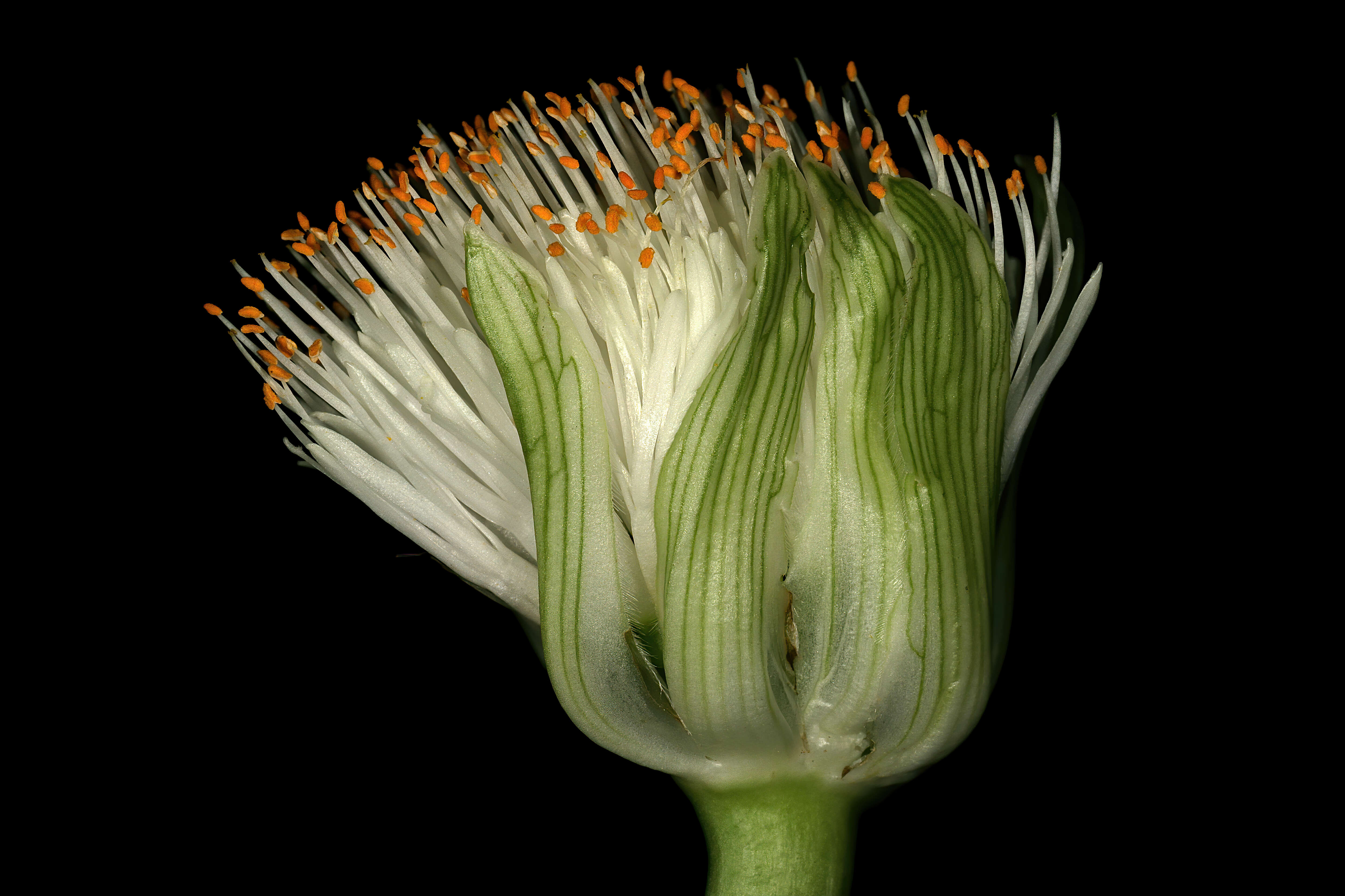 Imagem de Haemanthus albiflos Jacq.