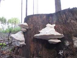 صورة Trametes gibbosa (Pers.) Fr. 1838