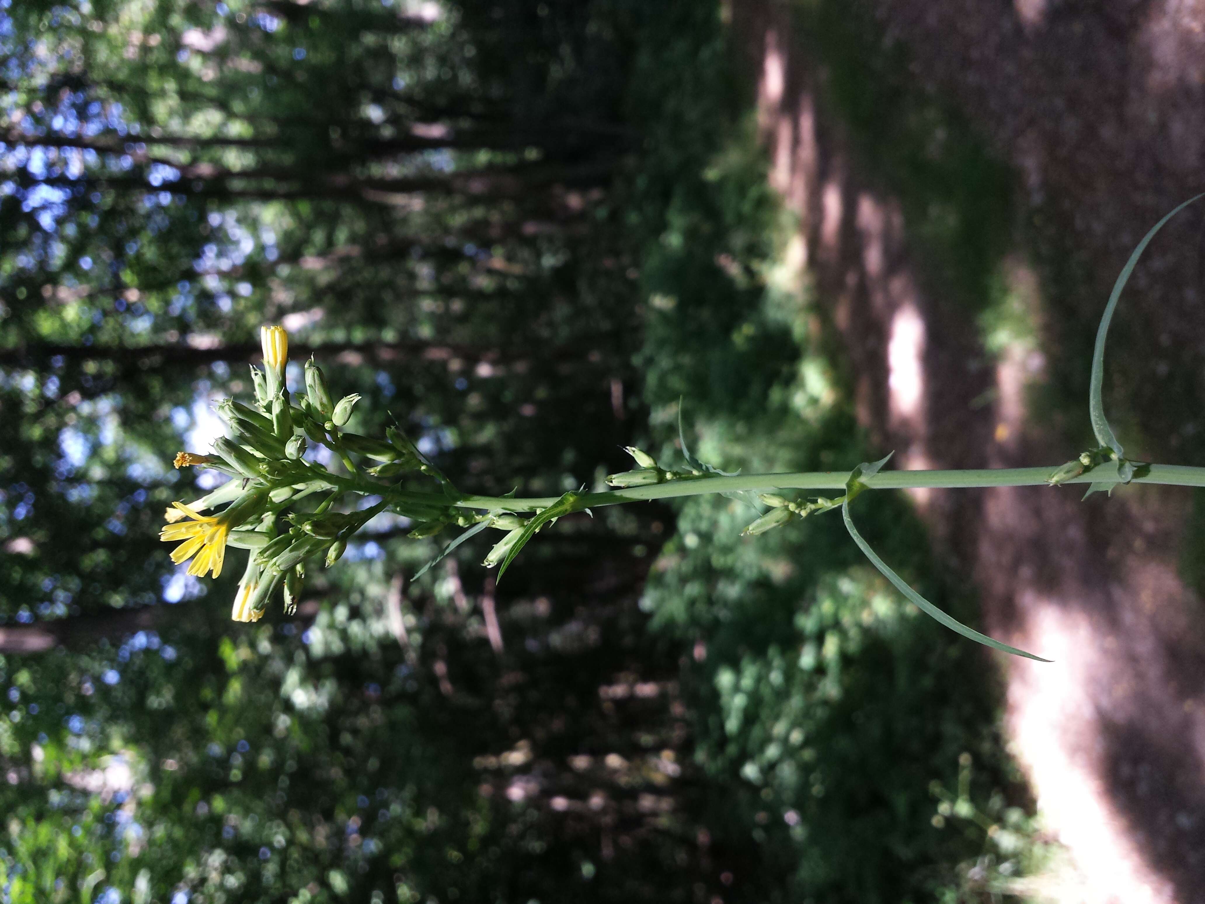 Слика од Lactuca quercina L.