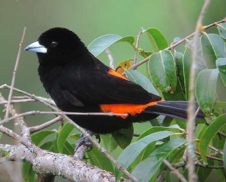 Image of Flame-rumped Tanager