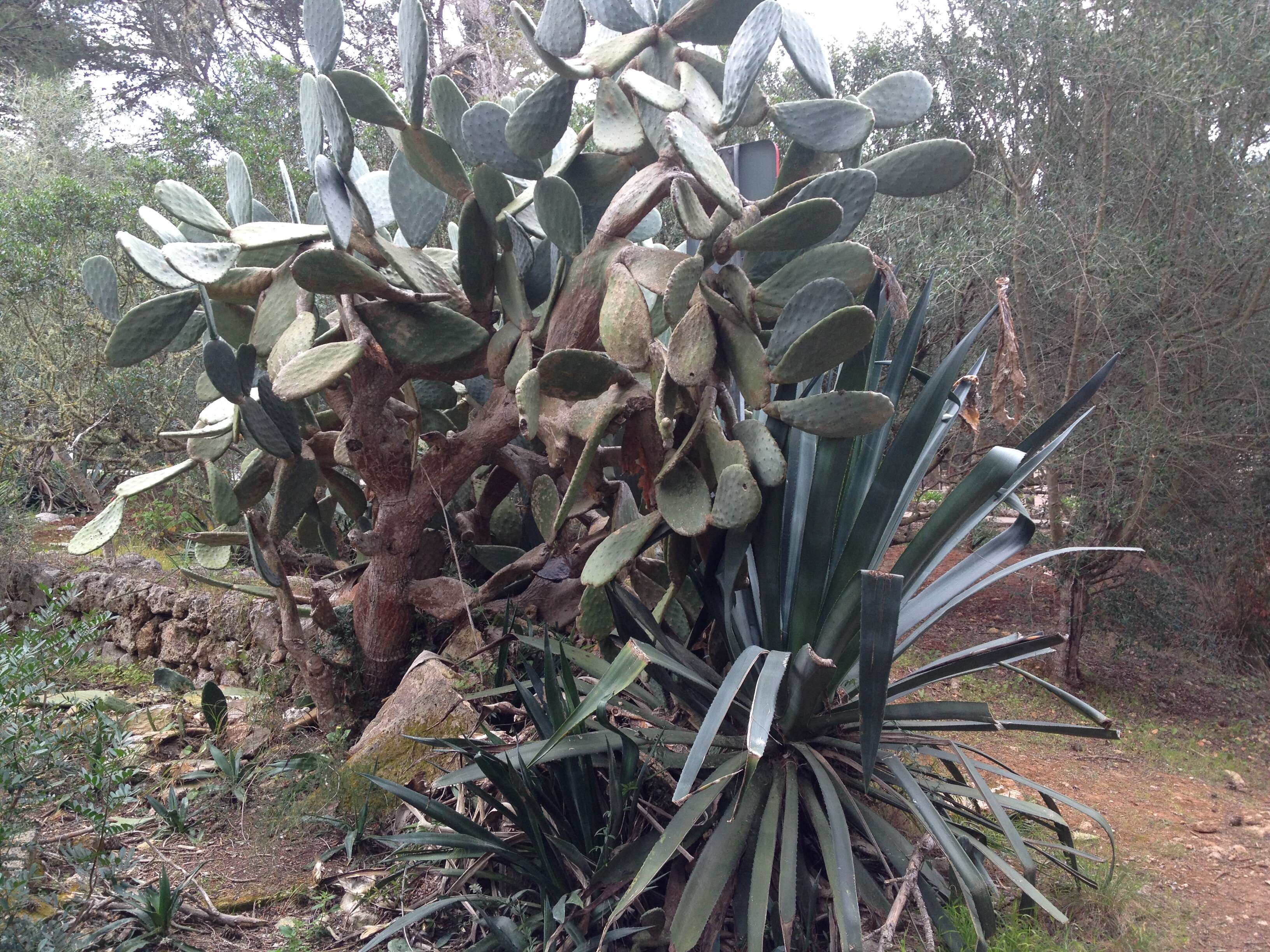 Imagem de Opuntia ficus-indica (L.) Mill.