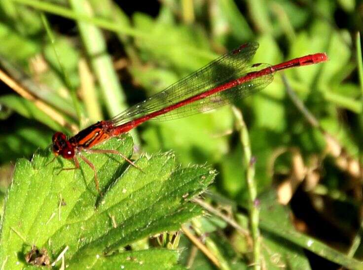 Image of Common Redcoat Damselfly