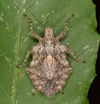 Image of Brochymena arborea (Say 1825)