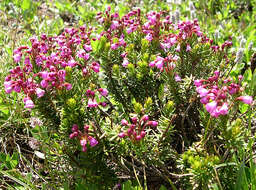 Image of pink mountainheath