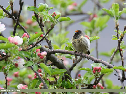 Image of Fire-fronted Serin