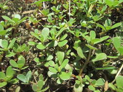 Image of common purslane