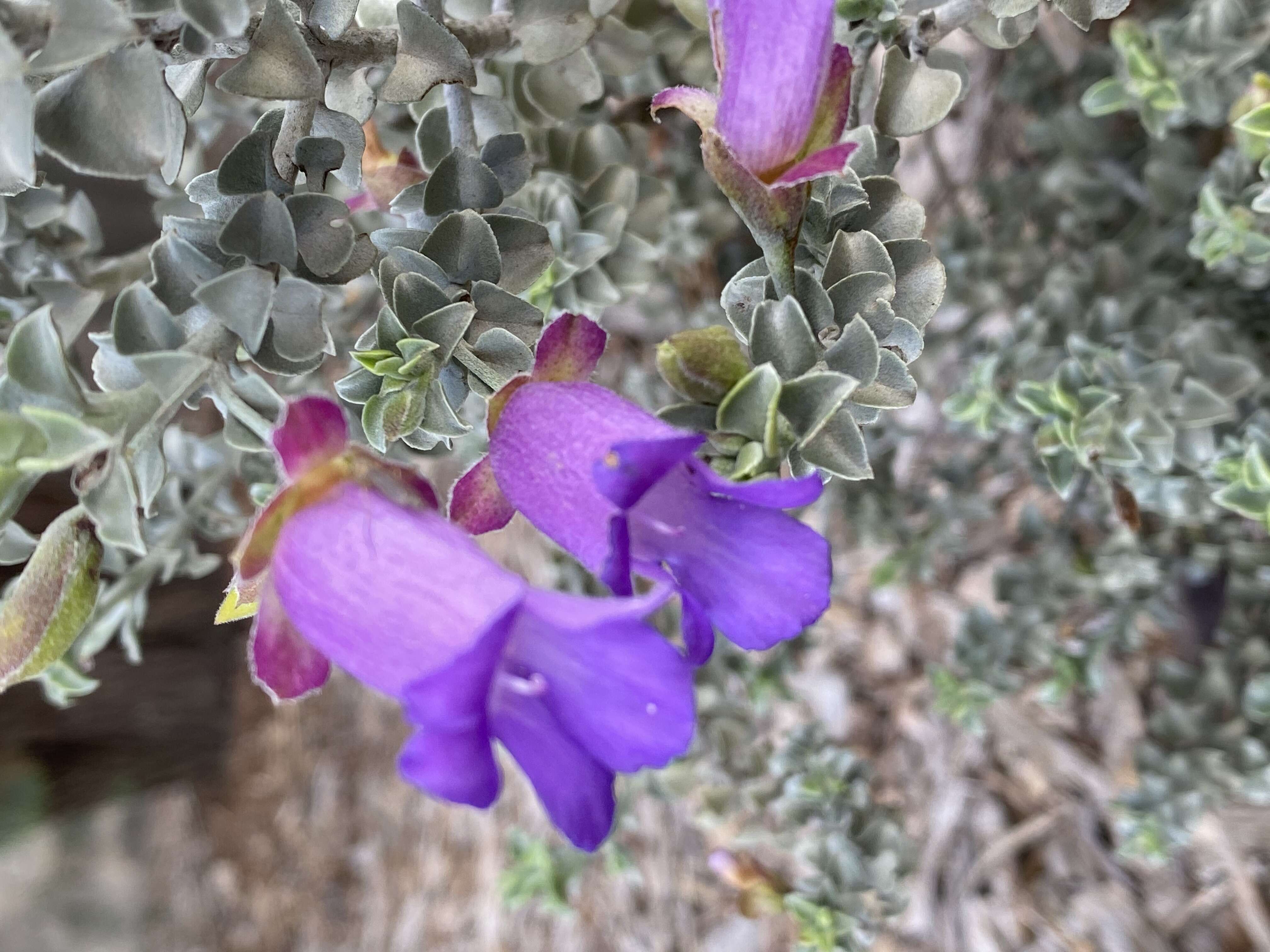 Imagem de Eremophila rotundifolia F. Muell.