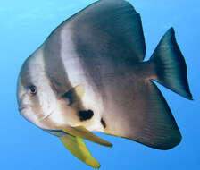 Image of Blunthead batfish