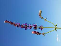 Imagem de Salvia nemorosa L.