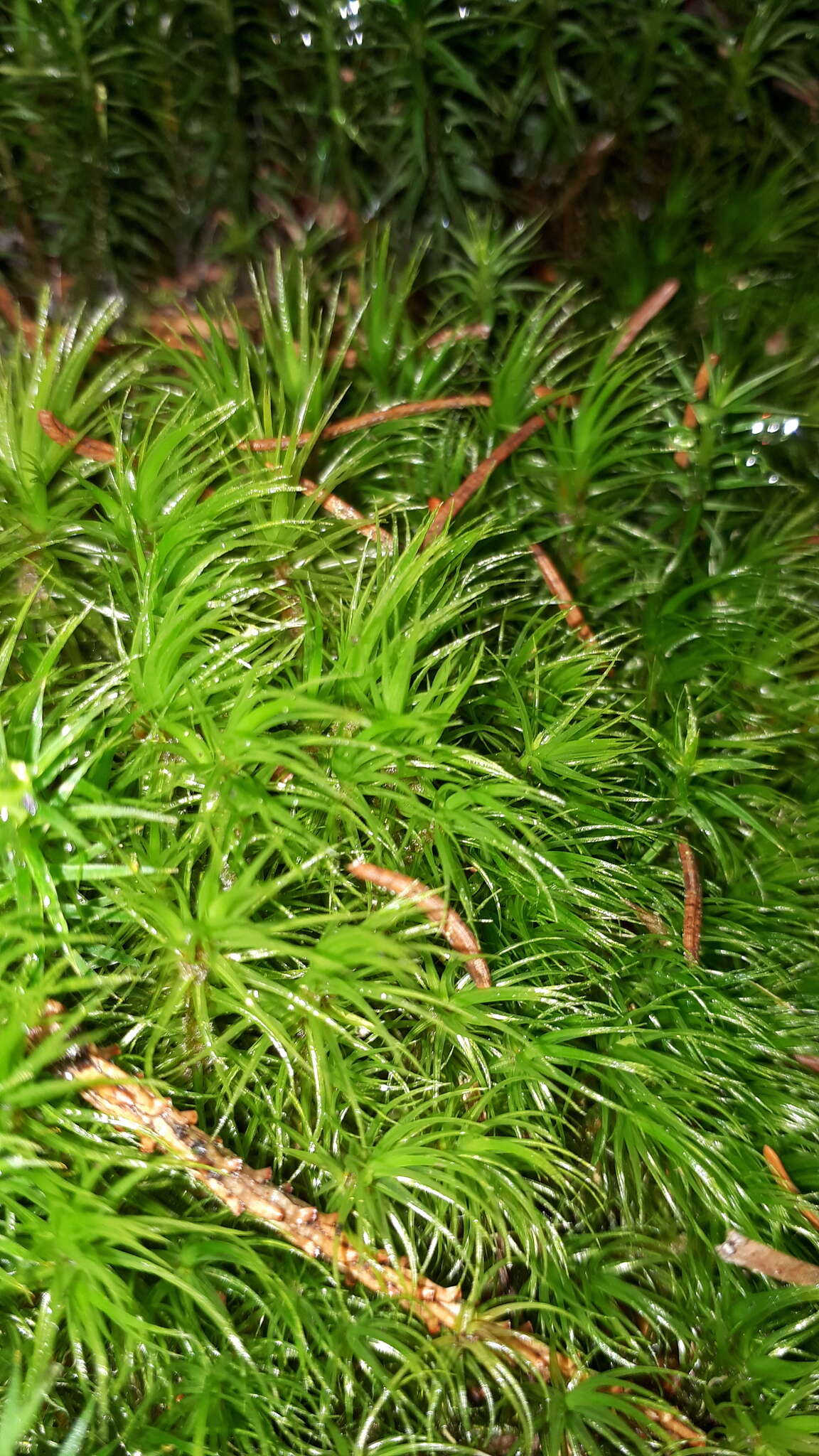 Image of Broom Moss