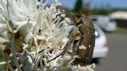 Image of Glycyphana stolata