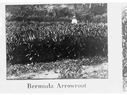 Image of arrowroot