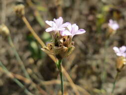 Image of Proliferous Pink