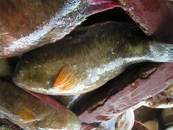 Image of Tilapia