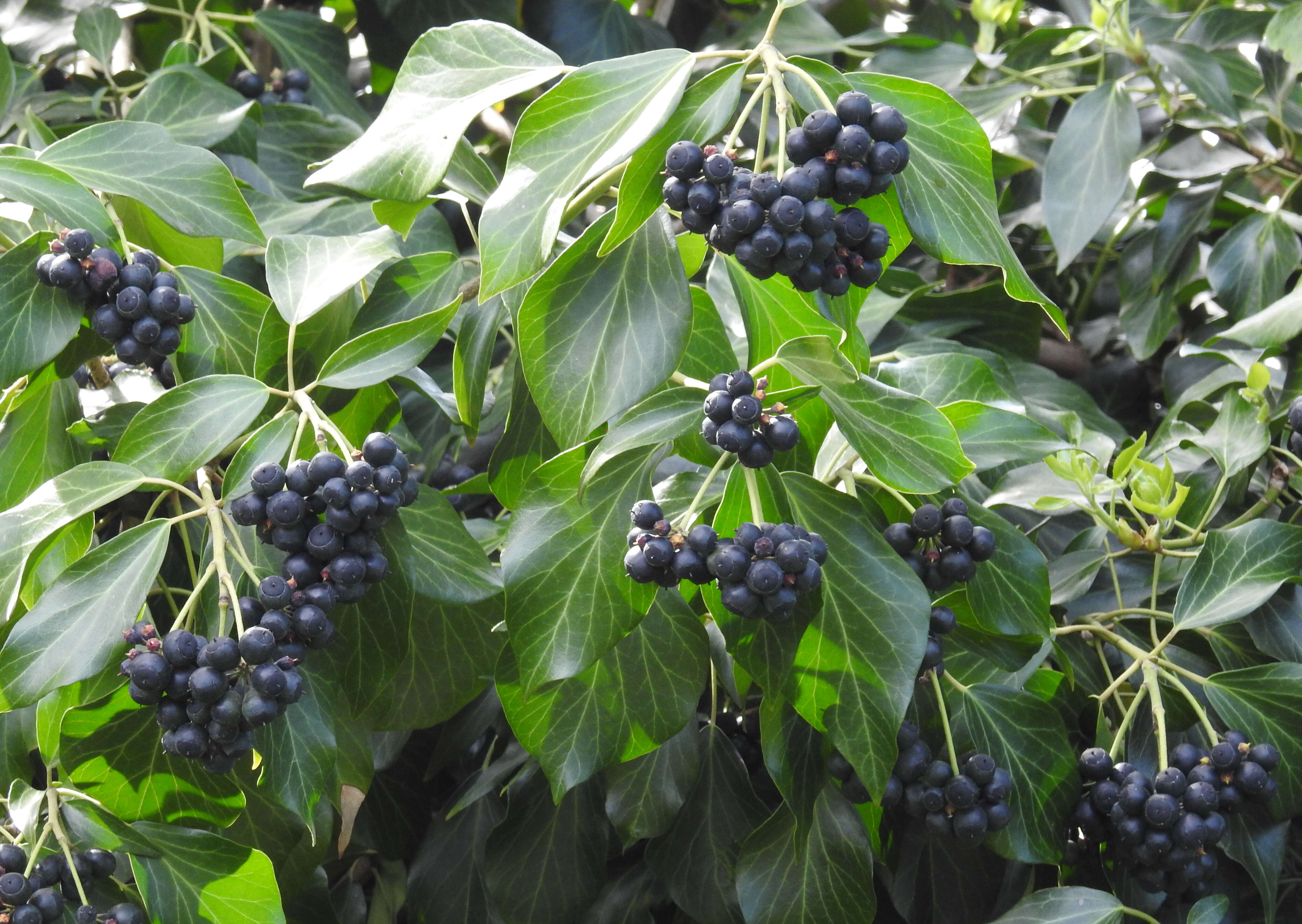 Image of English ivy