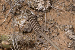 Image of Plateau Striped Whiptail