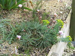 Image of Armeria welwitschii Boiss.