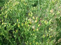 Imagem de Erigeron sumatrensis Retz.