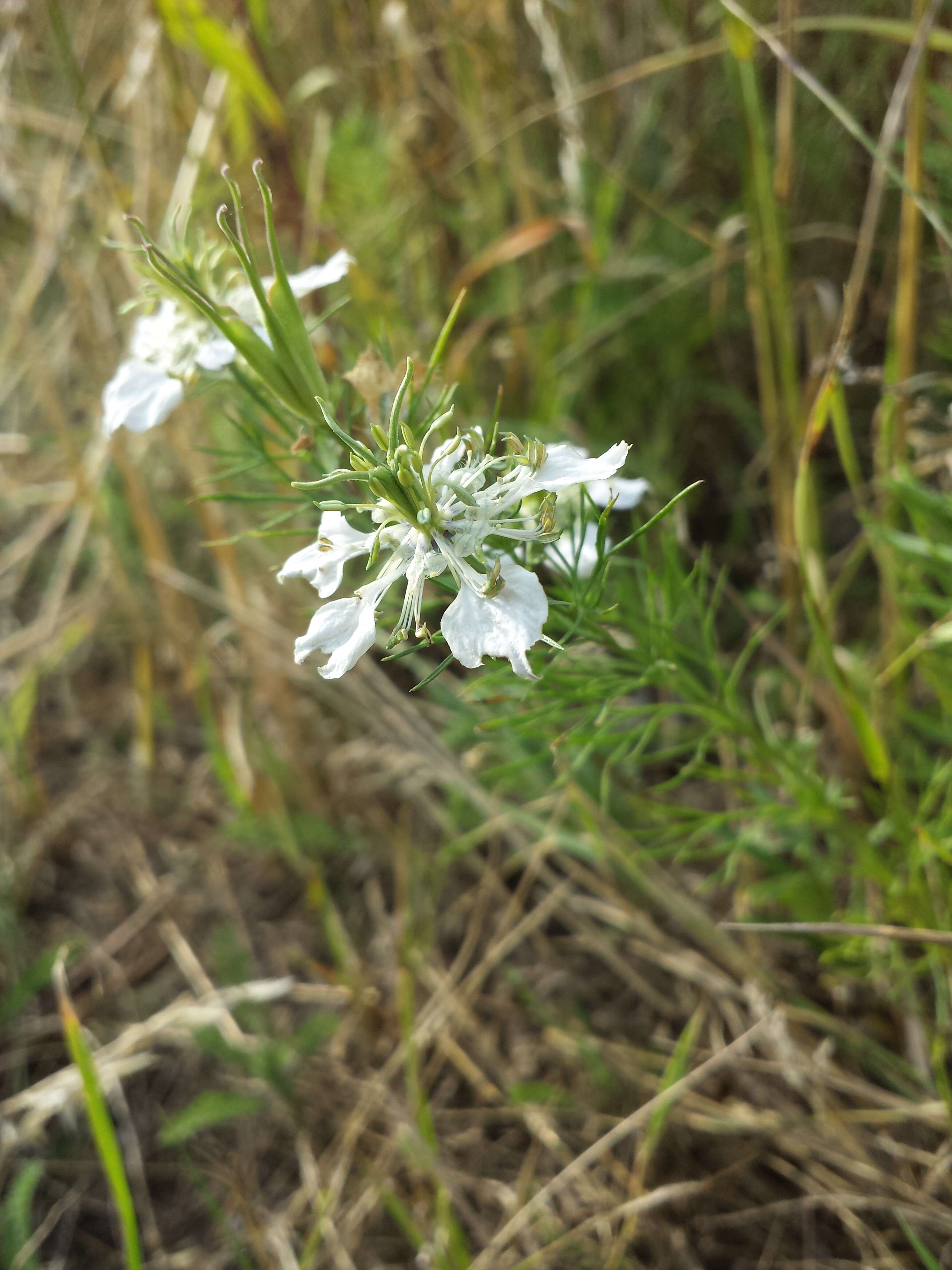 Nigella arvensis L. resmi