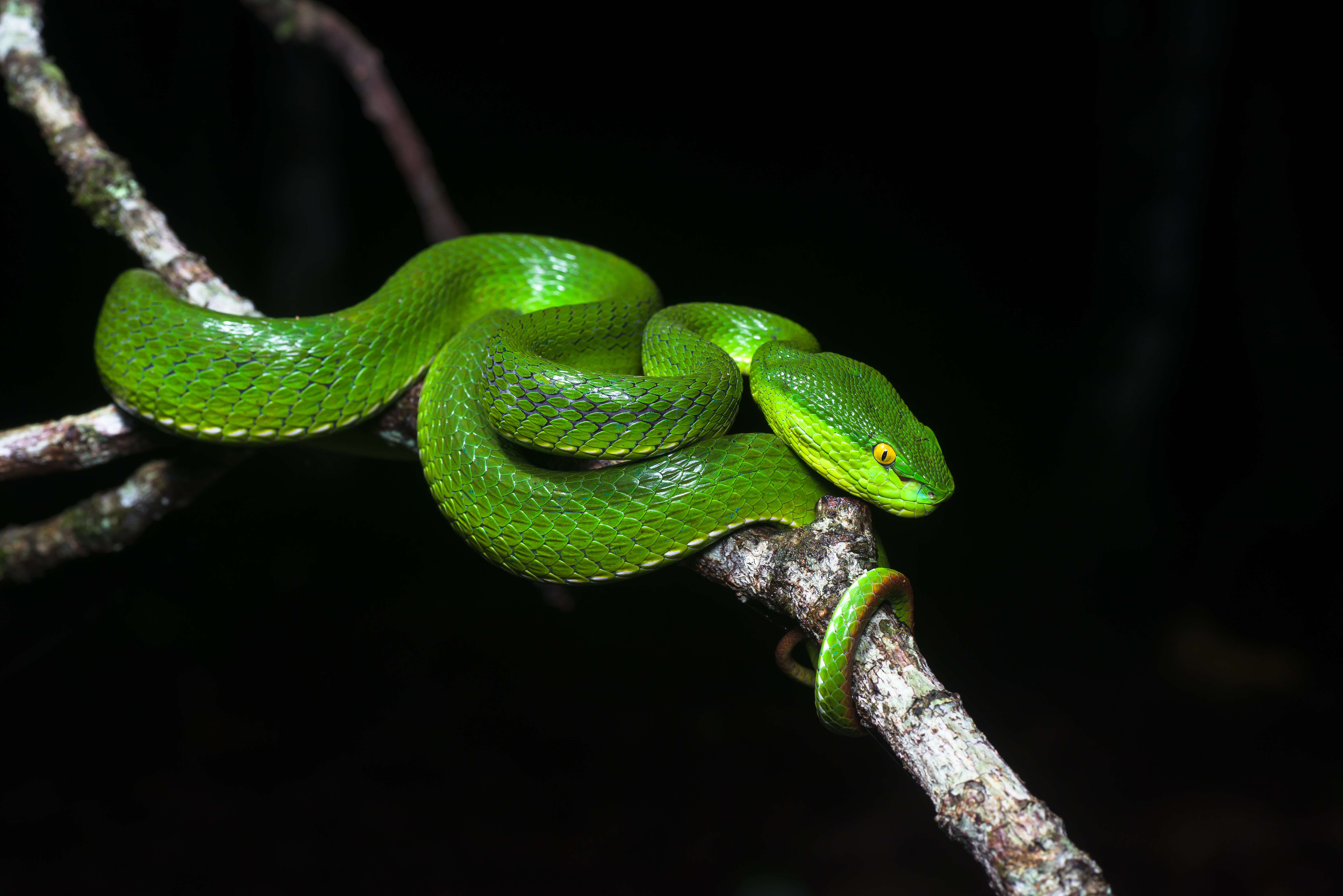 Слика од Trimeresurus albolabris Gray 1842