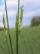 Image of Carex pilosa Scop.