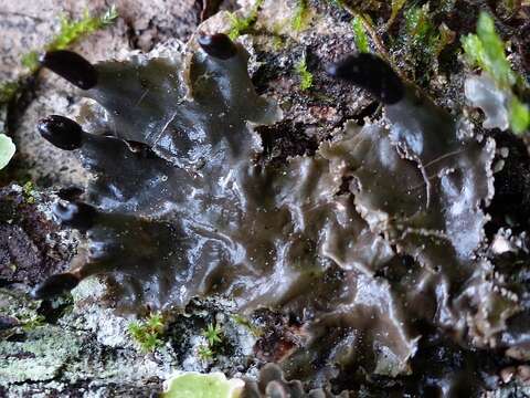 Image of Peltigera neckeri