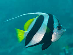 Image of Bannerfish