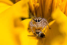 Image of jumping spiders