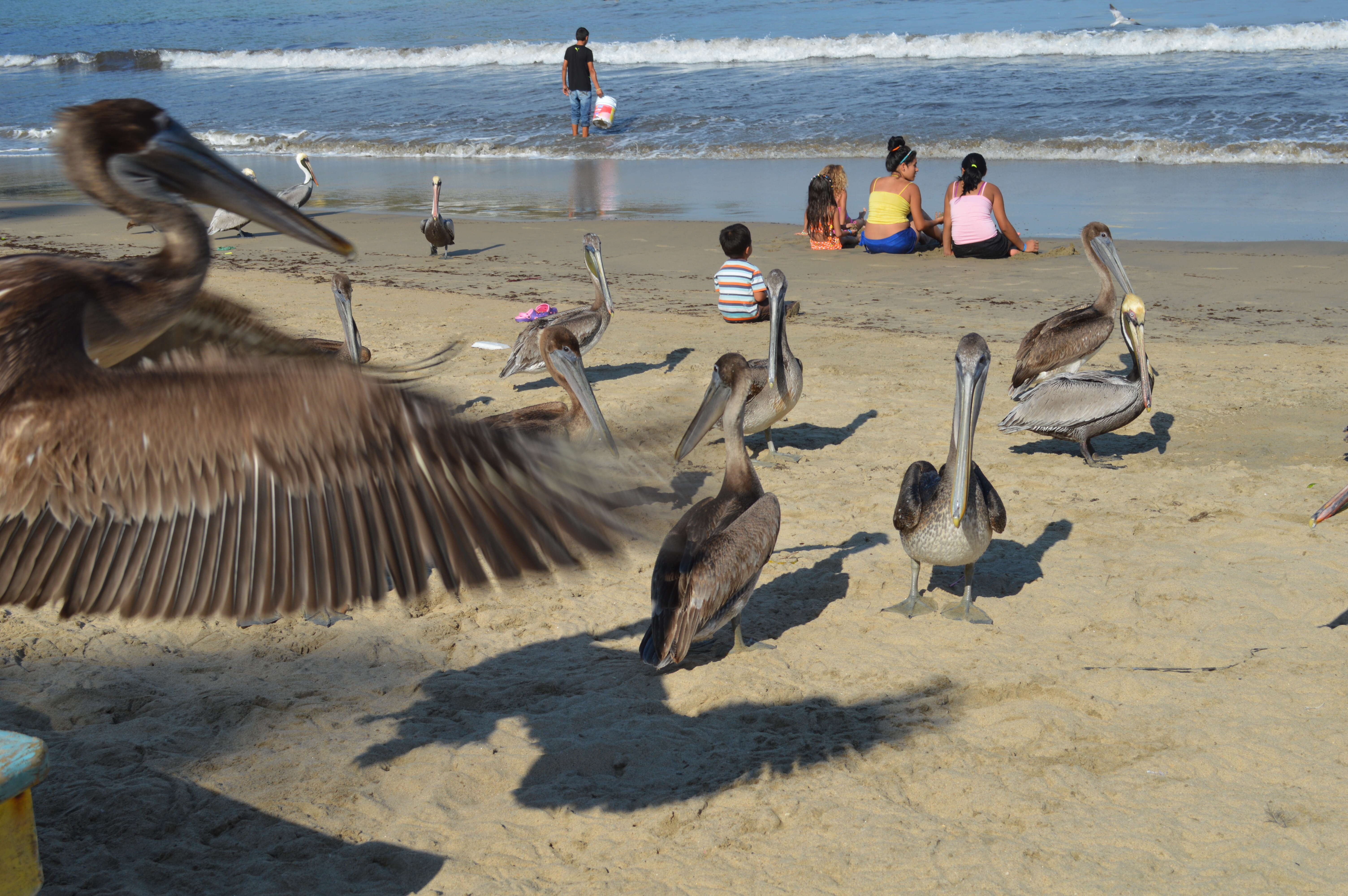 Image of California brown pelican