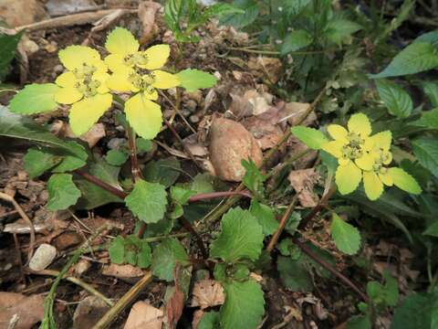 Plancia ëd Chrysosplenium