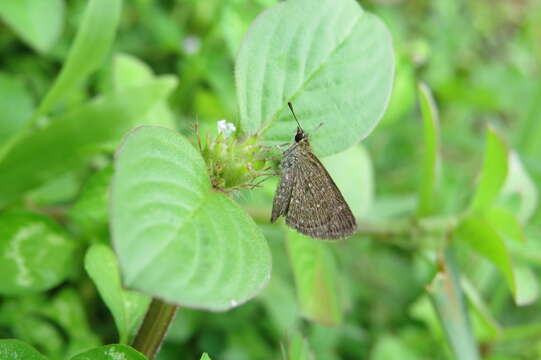 Image of Pygmy Scrub-hopper